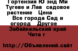 Гортензия Ю энд Ми Тугеве и Лав, садовое растение › Цена ­ 550 - Все города Сад и огород » Другое   . Забайкальский край,Чита г.